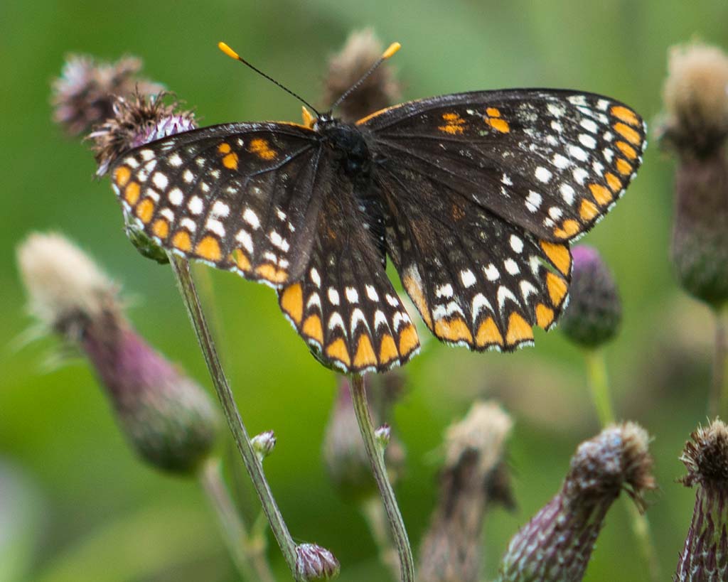 20150705 Baltimore Checkerspot 6