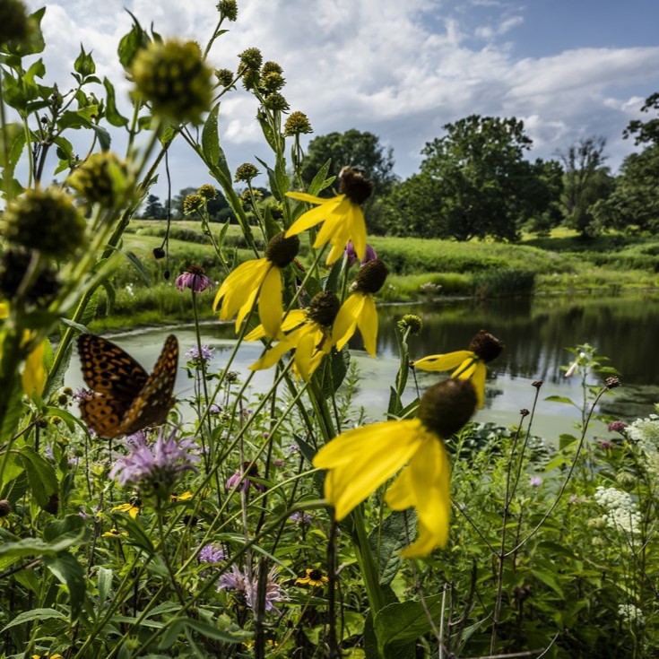 Butterfly Flower Pond sq