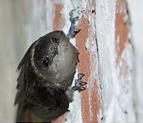 chimney swift 4