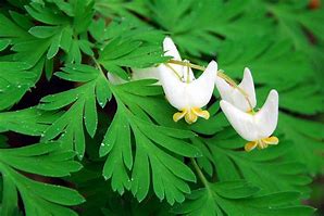 dutchmans breeches 2