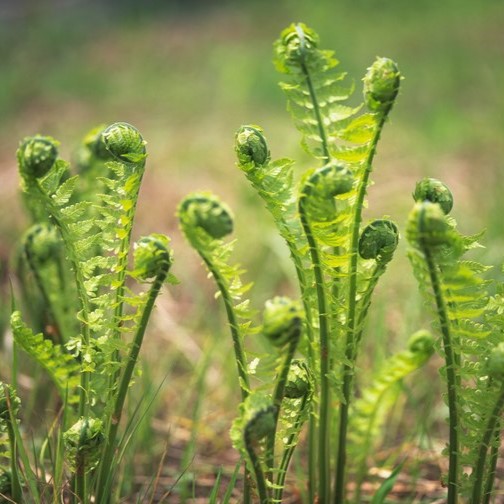 fiddleheads sq