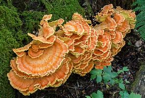 mushrooms