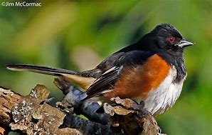 rufous sided towhee