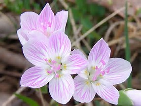 spring beauties