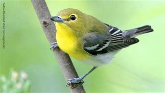 vireo