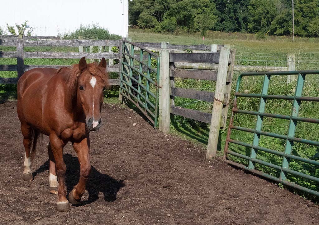 Words and Horse